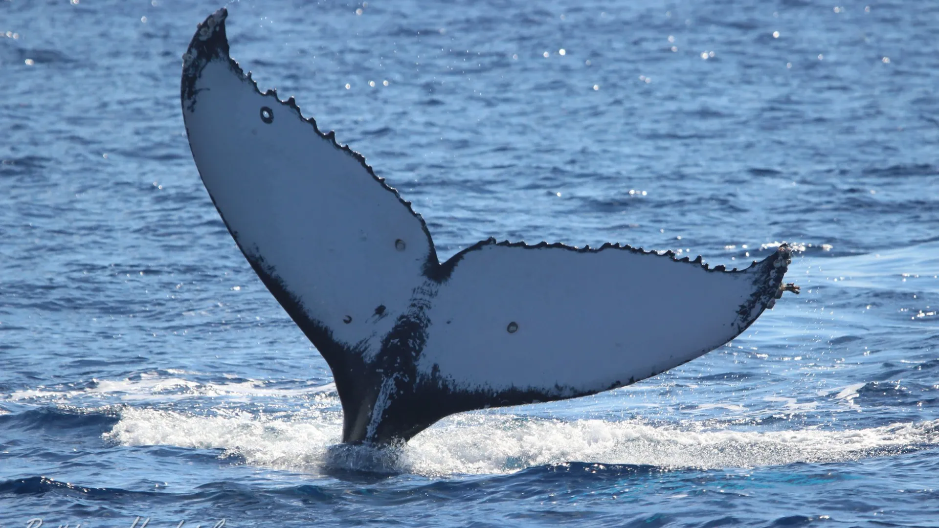 a whale jumping out of the water