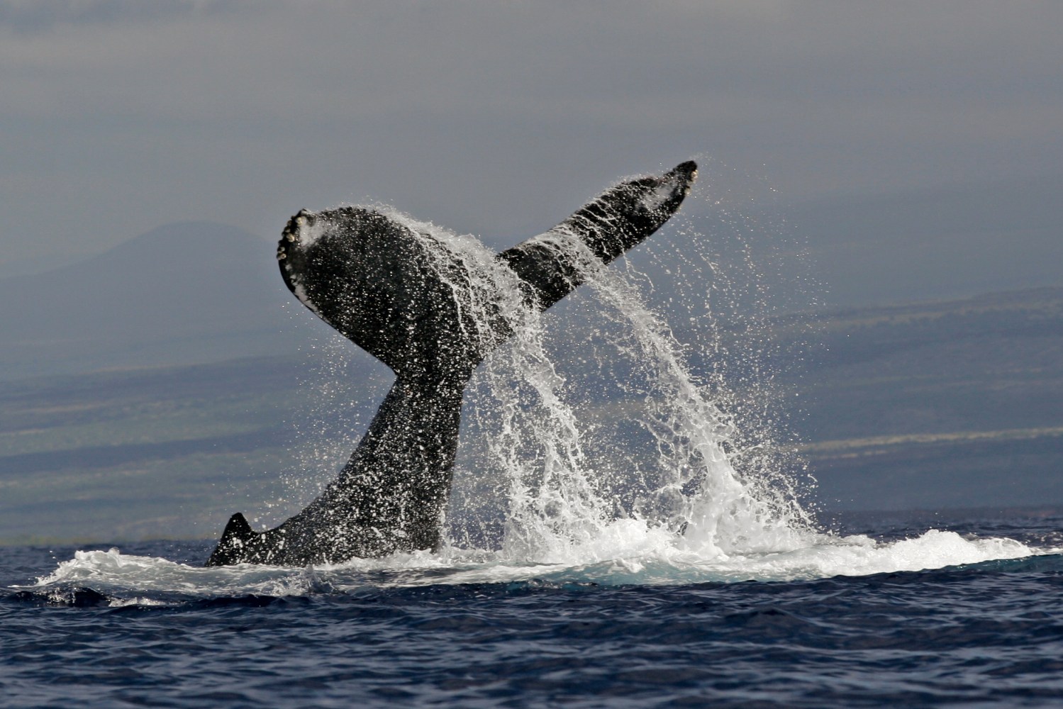 a whale tail coming out of the water