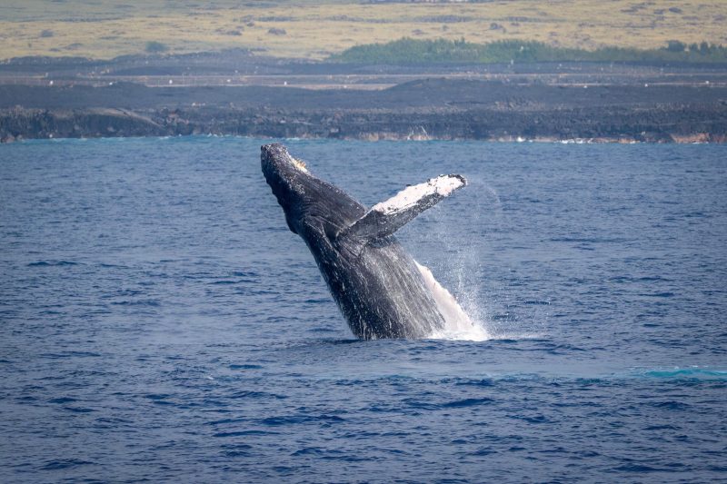 Big Island Whale Watch