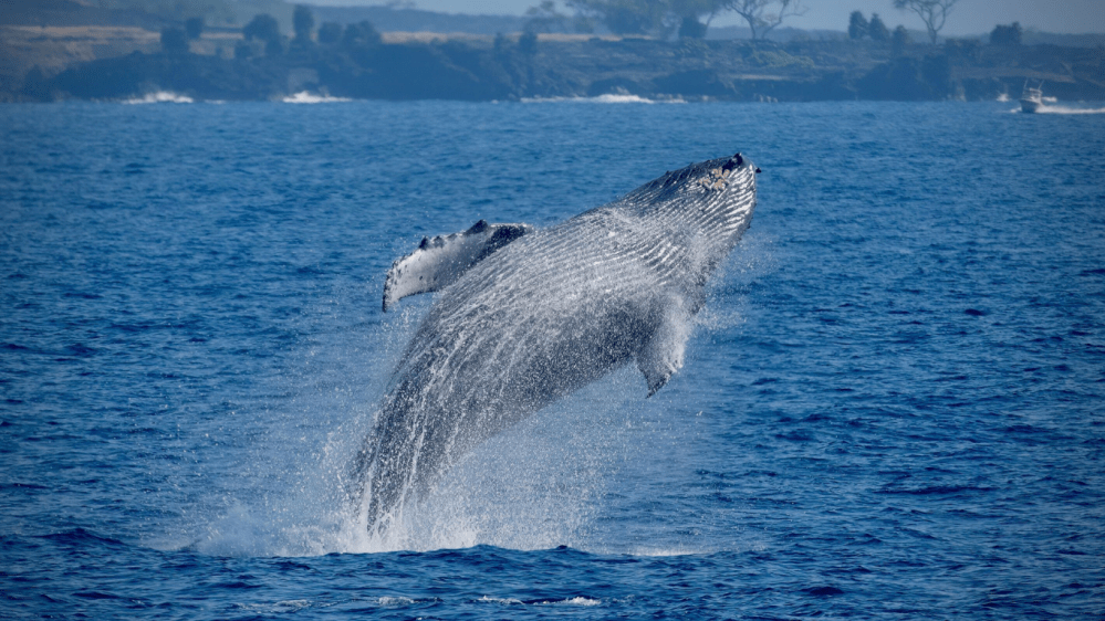 Whale breaching the ocean surface with coastline in the background.