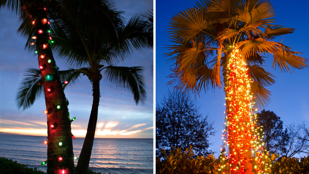 Two palm trees with colorful lights during the holidays in hawaii