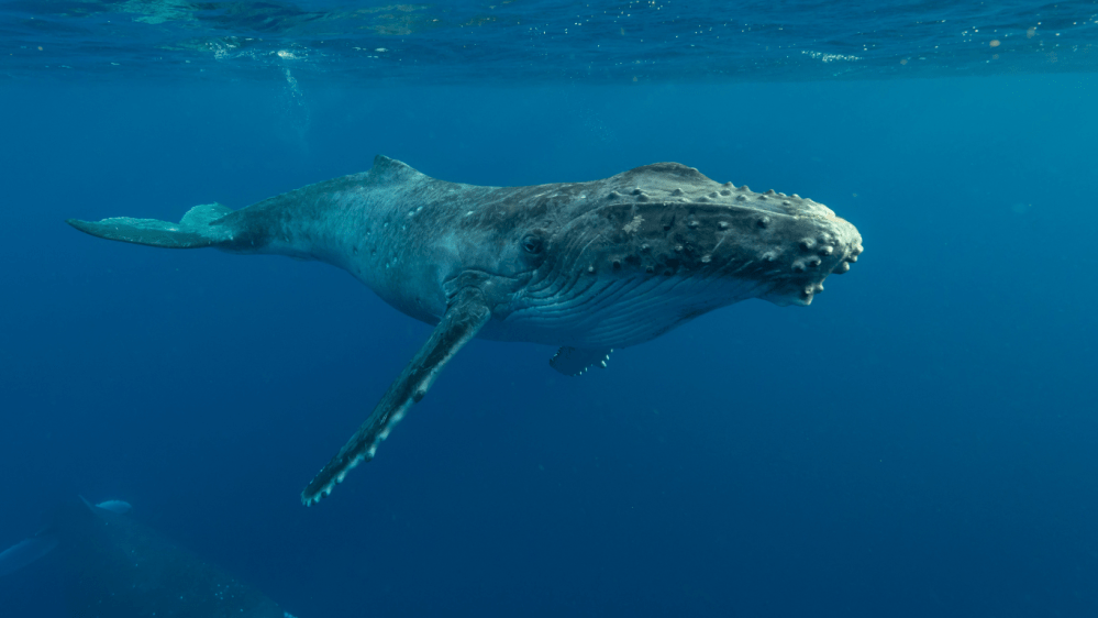 A humpback whale swimming underwater in clear blue ocean.