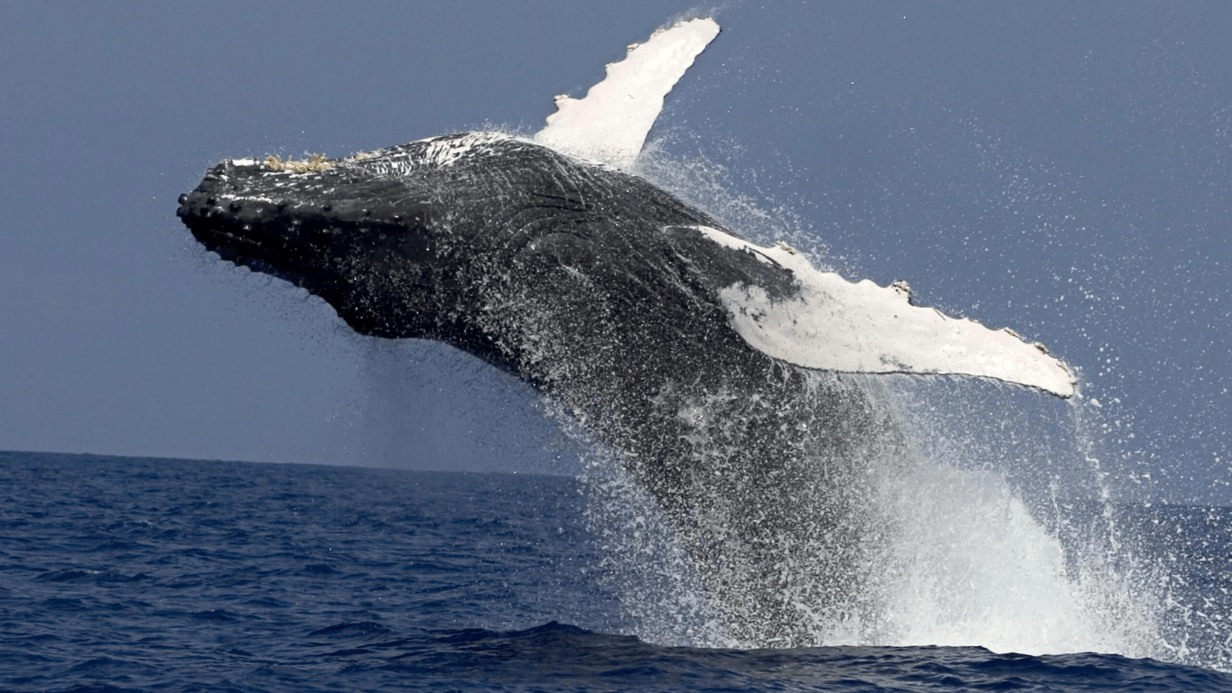 guide to whale watching in hawaii Humpback whale breaching above ocean surface against a clear sky.
