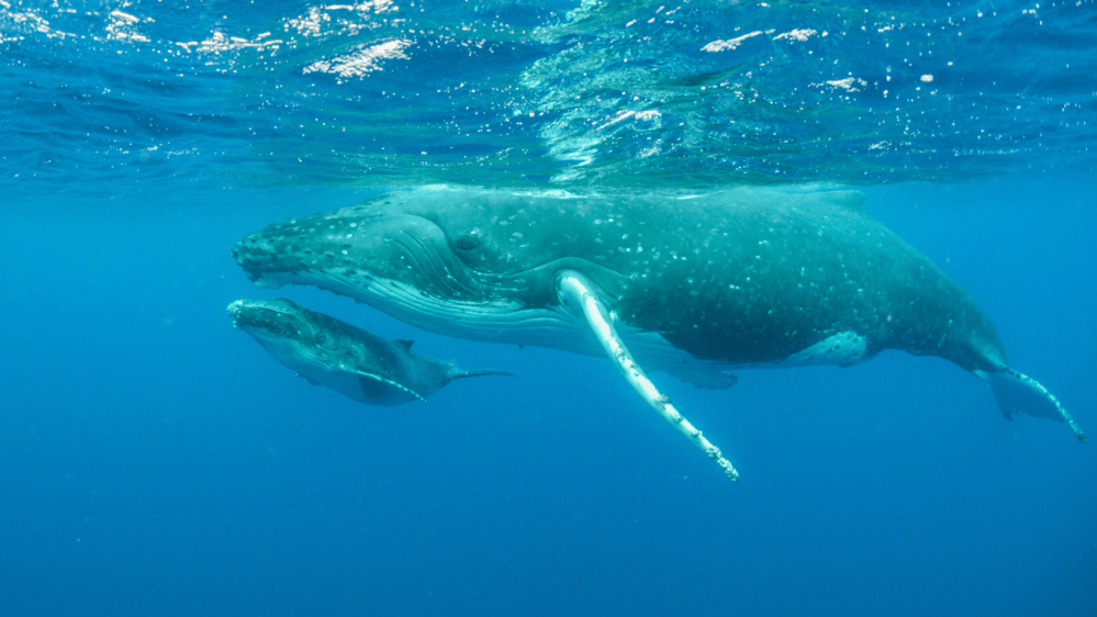 Underwater view of a large whale with a smaller whale swimming next to it.