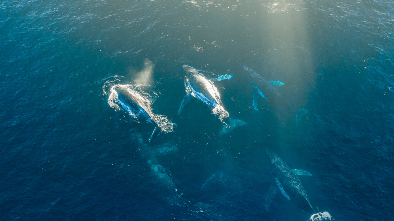 Aerial view of whales swimming in clear blue ocean water.