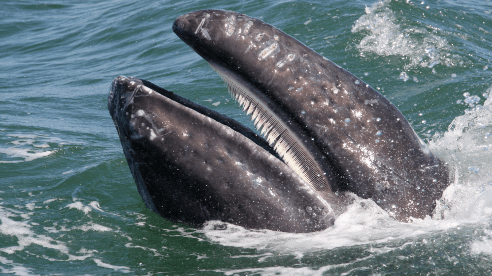 Close-up of a gray whale surfacing with open mouth in ocean water.