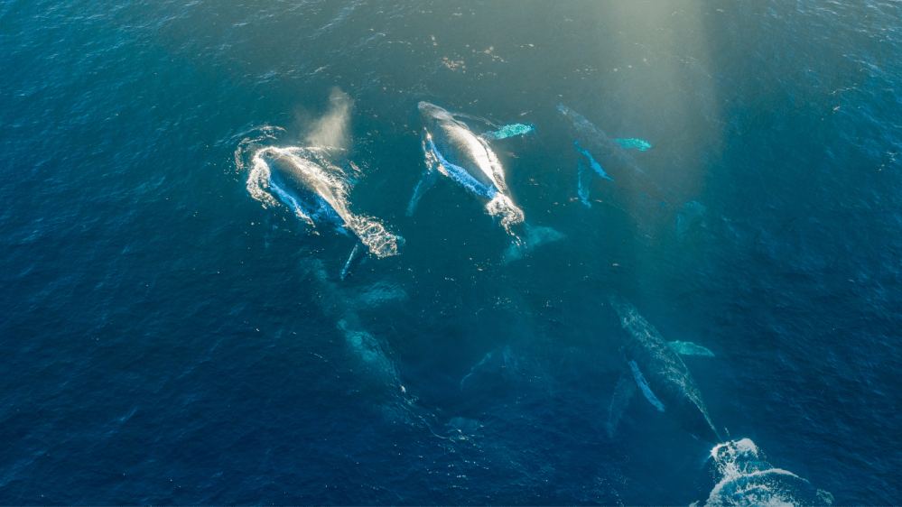 Aerial view of a pod of whales swimming in the ocean.