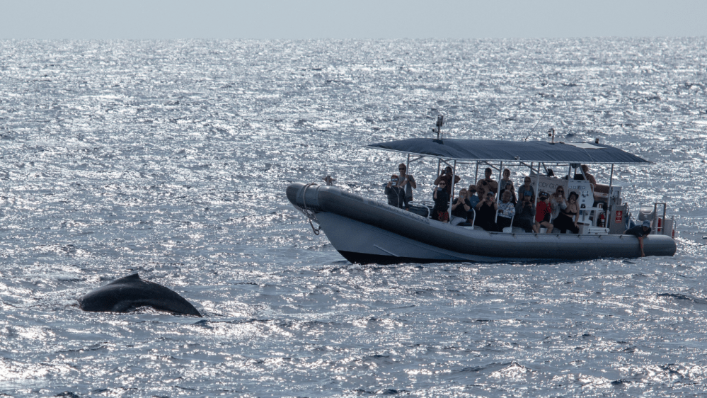 People on a boat watching a whale near the ocean surface.