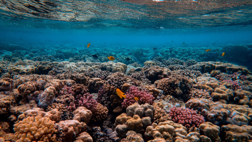 Underwater photo of colorful coral reef with small fish swimming.
