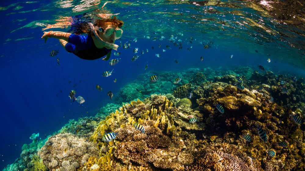 Person snorkeling over a colorful coral reef with striped fish in clear blue water.