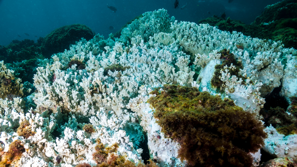 Underwater view of bleached coral reef with patches of seaweed.