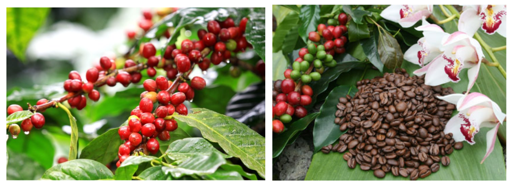 a group of fruit and vegetables on display