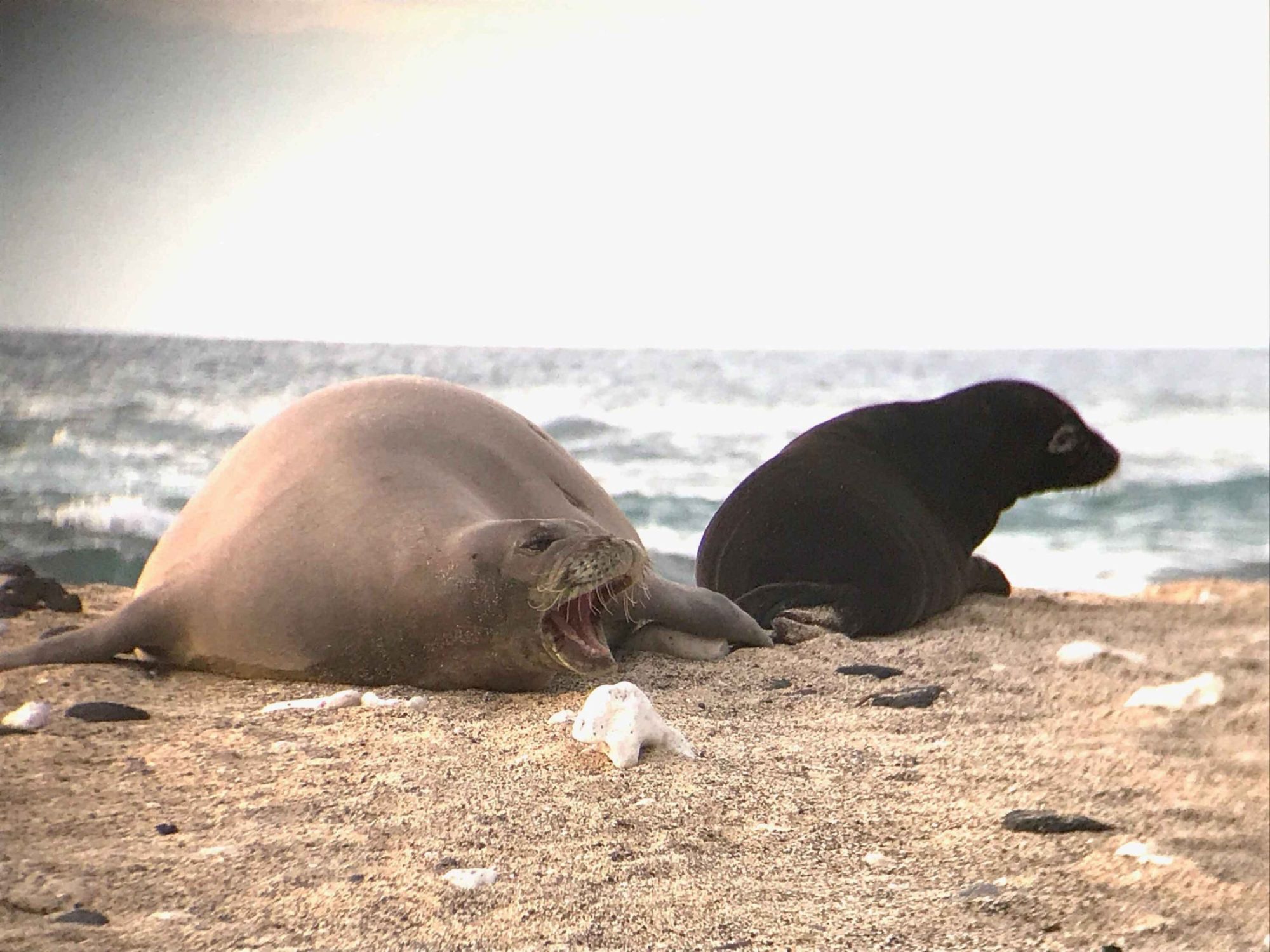 smallRA-20-and-pup_Credit-Tom-Stigar-©-The-Marine-Mammal-Center_NOAA-Permit-18786 an animal lying on a sandy beach