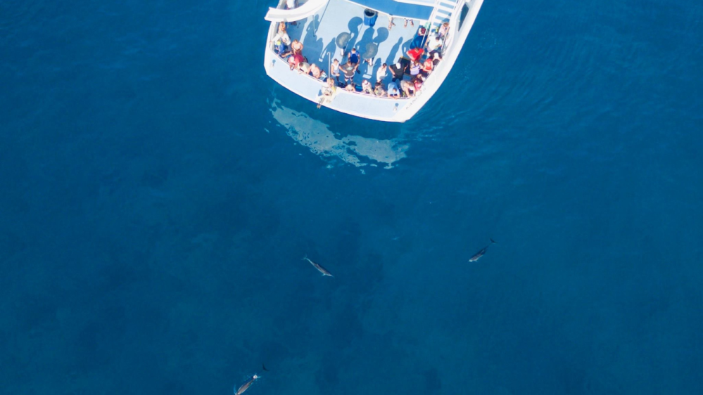 Aerial view of boat with people watching dolphins in the ocean.