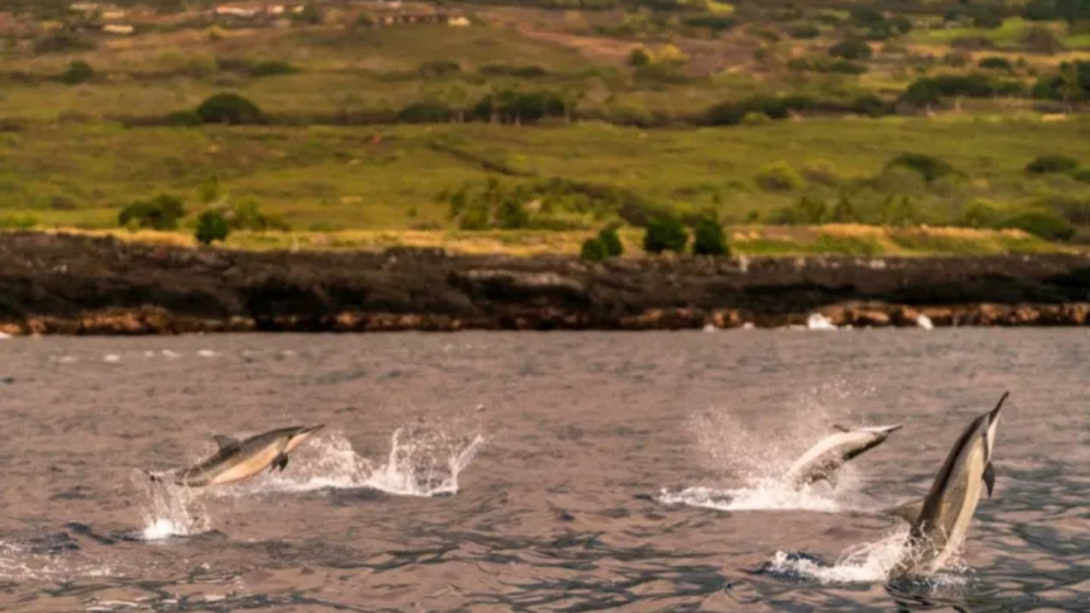 Four dolphins leaping out of the water with a rocky shoreline in the background.