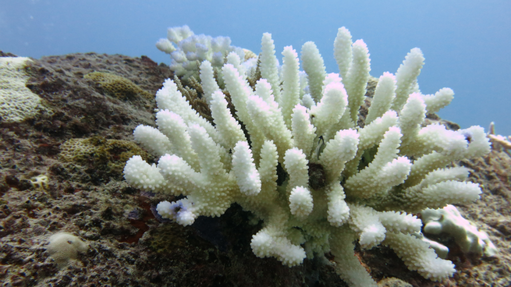 Close-up of coral bleaching on ocean floor.