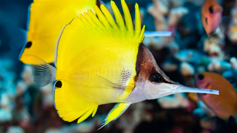 Big Longnose Butterflyfish found only in hawaii