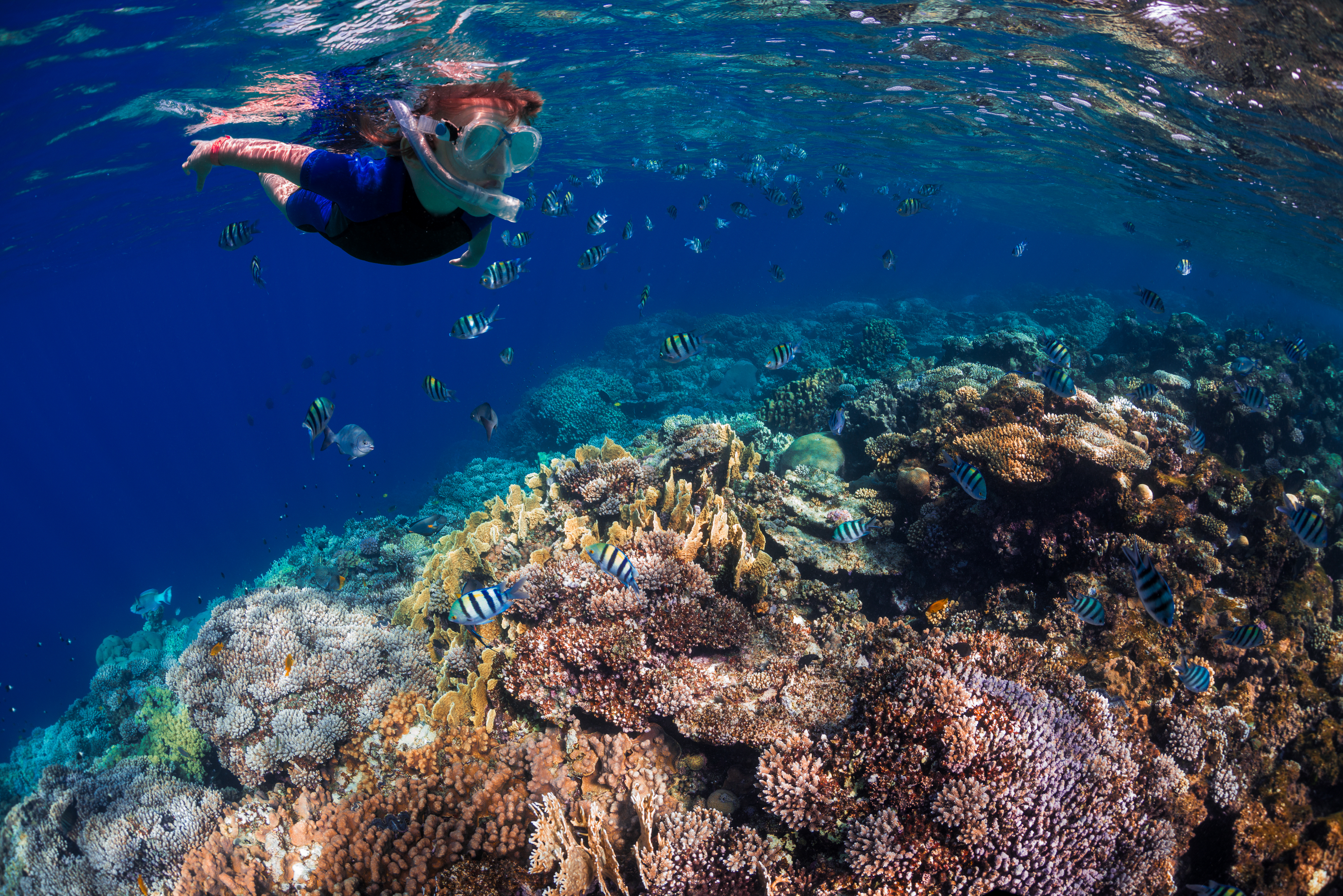 Discover The Endemic Reef Fish Of The Big Island, Hawai'i