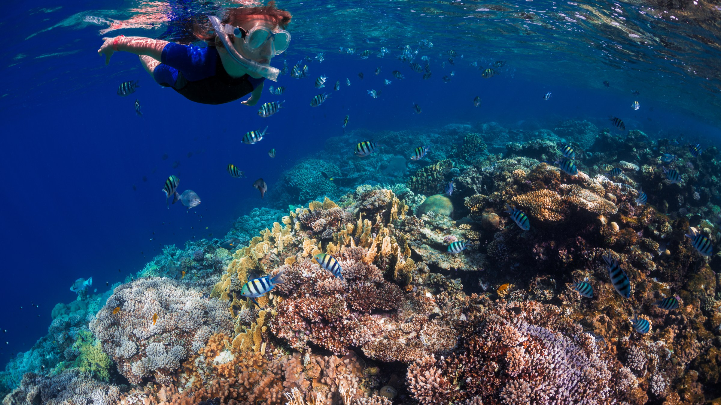 a boy snorkeling in hawaii with Hawaiian Sergeant swimming near him