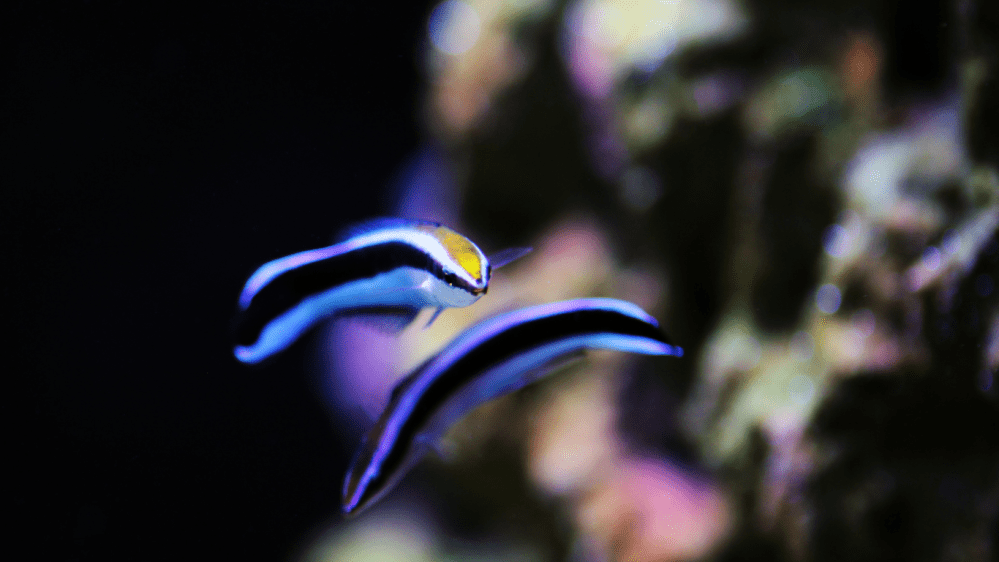 hawaiian cleaner wrasse, an Endemic Reef Fish of the Big Island