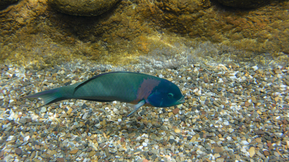 hawaiian saddle wrasse, a reef fish species found only in hawaii