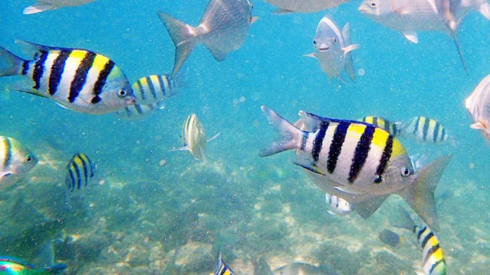 hawaiian sergeant, Endemic Reef Fish of the Big Island 