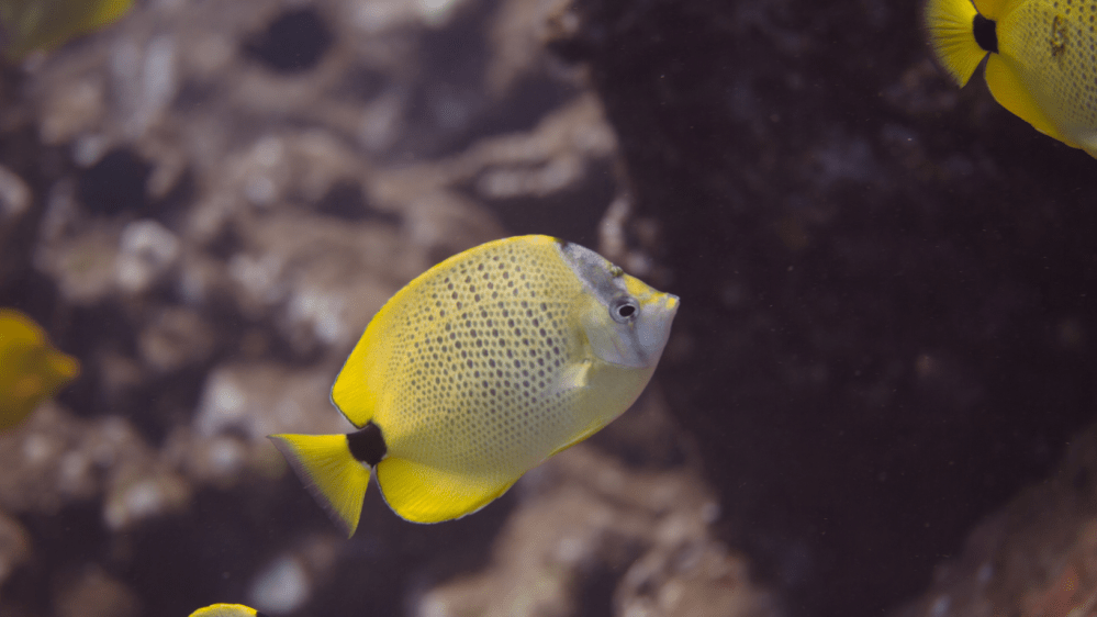Millet-seed Butterflyfish, an Endemic Reef Fish of the Big Island 
