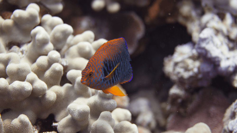 potter's angelfish, an endemic Endemic Reef Fish of the Big Island