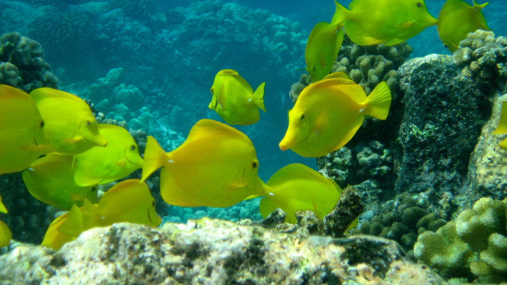 yellow tang, an Endemic Reef Fish of the Big Island