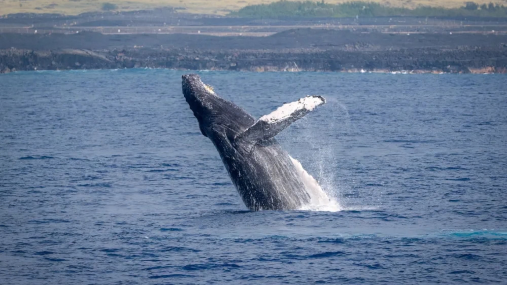 Whale breaching water surface with distant shoreline in background.
