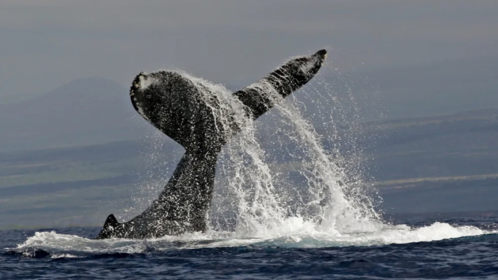 Humpback whale tail emerging from ocean, splashing water against a mountain backdrop.