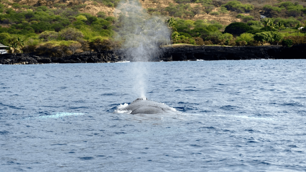 Whale spouting water near a rocky shore with green foliage.