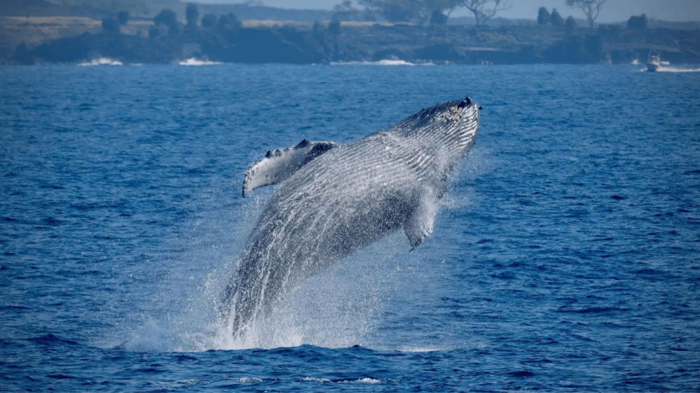 Humpback whale breaching out of ocean near distant coastline.
