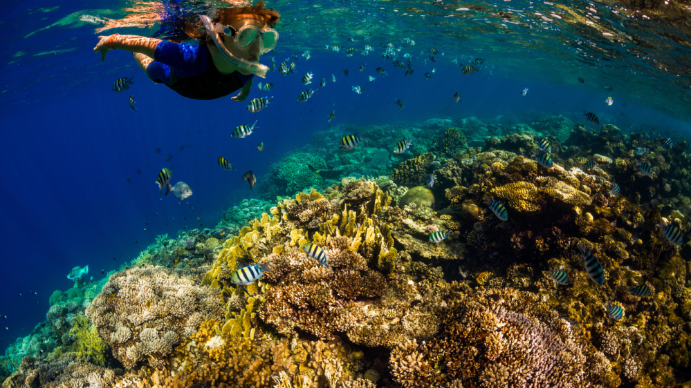 Person snorkeling above colorful coral reef and fish in clear blue water.