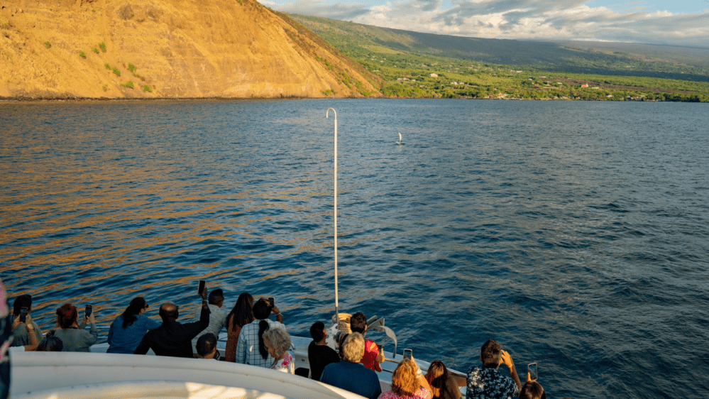 whale watching off the kona coast
