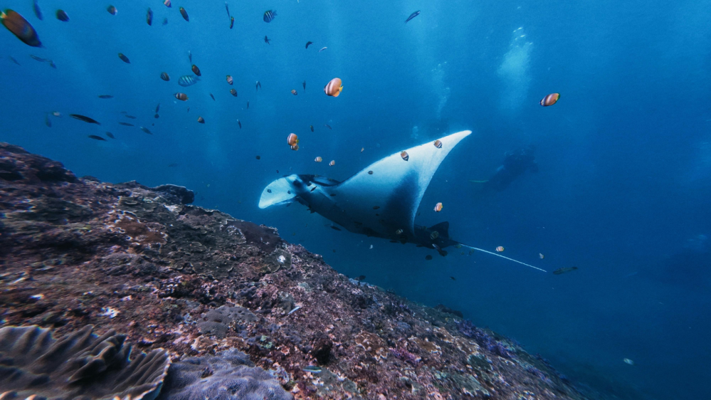 Manta ray night snorkel on the Big Island